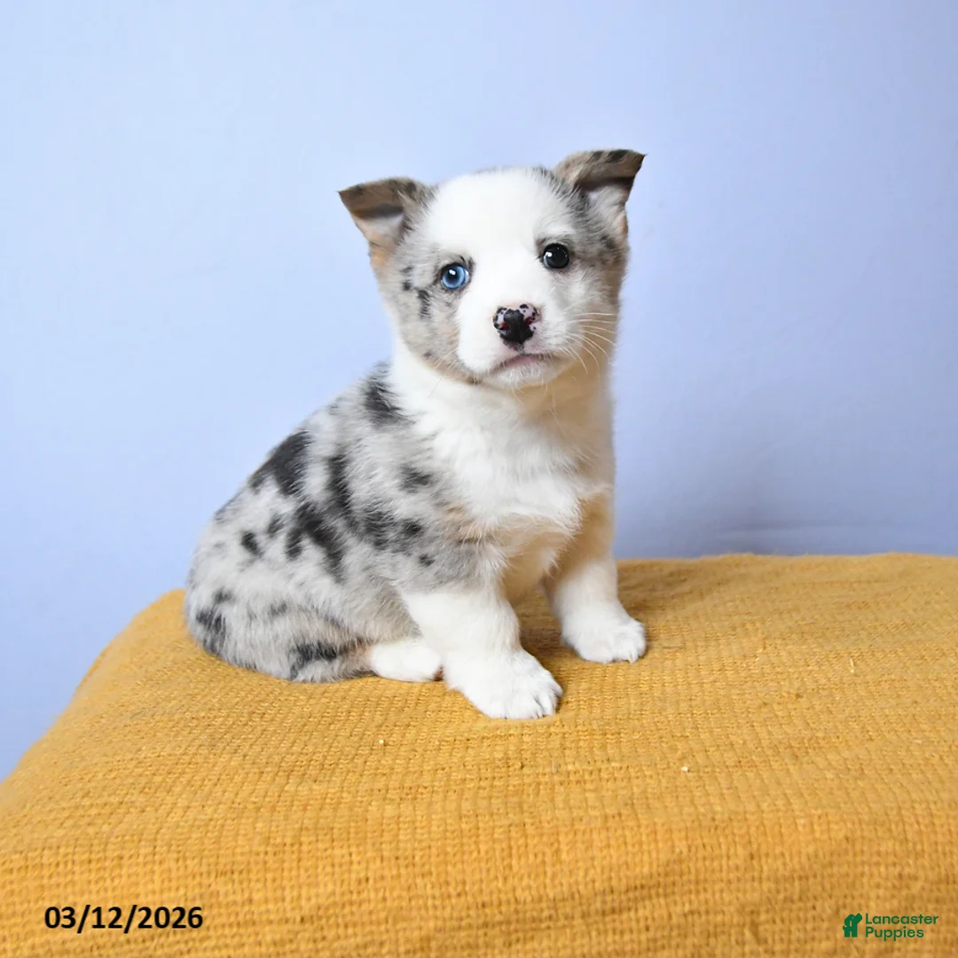 Welsh Corgi Pembroke dogs for sale: Artic - Ad 1