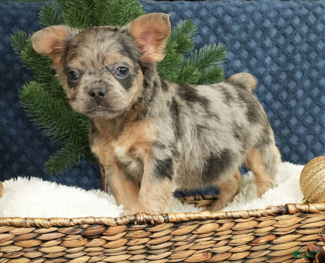 French Bulldog dogs for sale: Abel - Ad 1