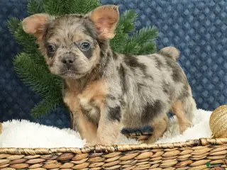 French Bulldog dogs Abel - Ad 35