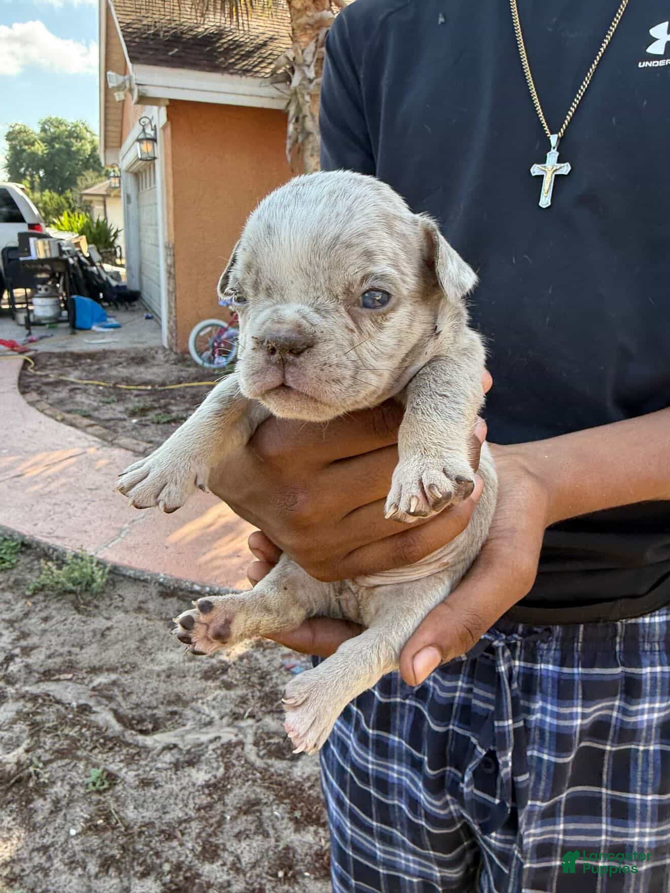 American Bully dogs Merle Female 4 - Ad 8