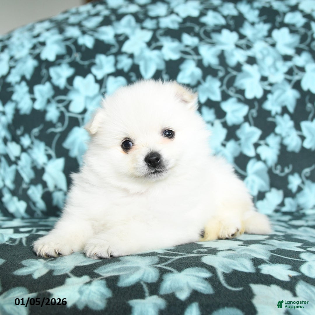 Pomeranian dogs for sale: Twizzlers - Ad 4