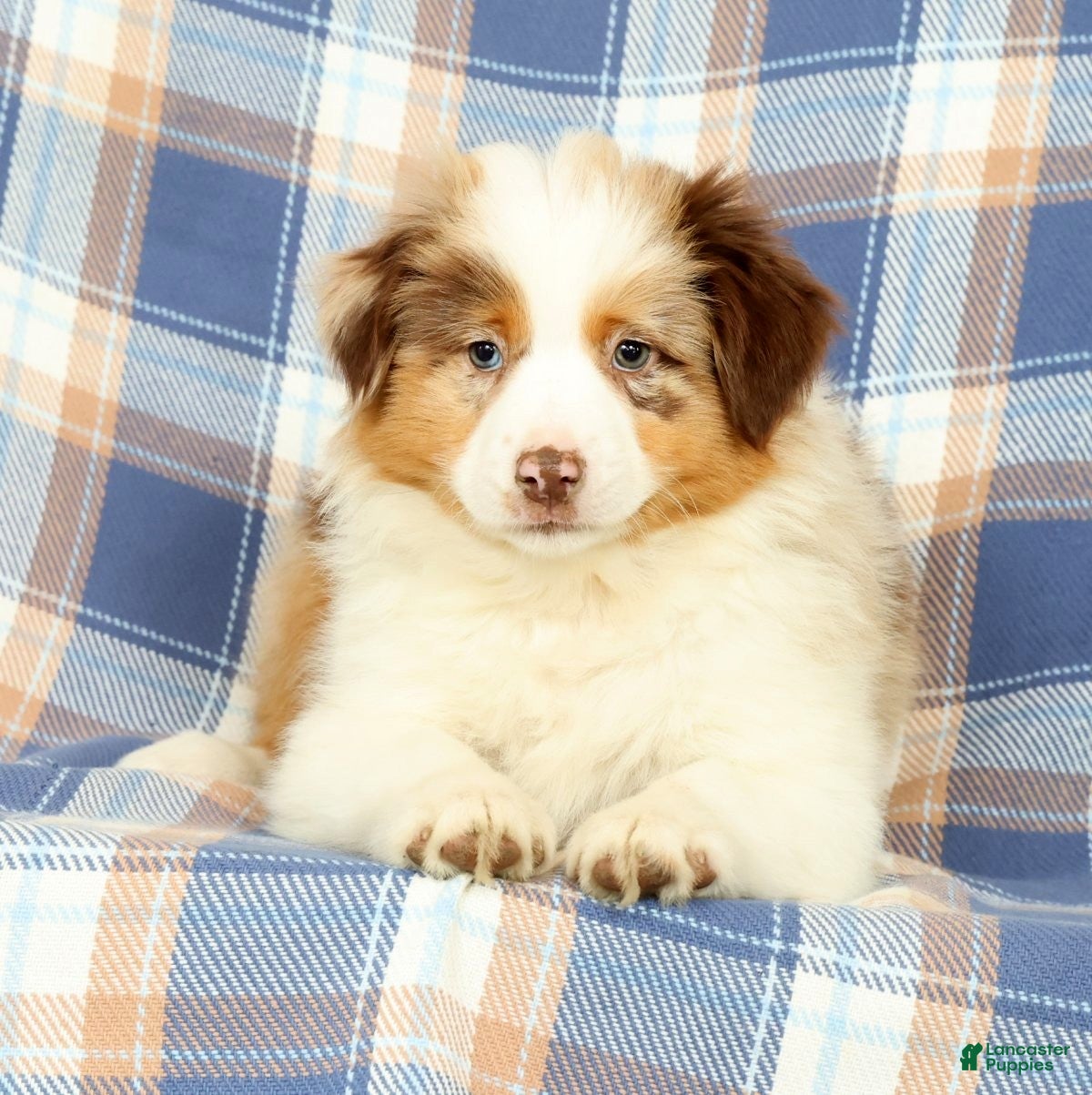 Australian Shepherd dogs Missy - Ad 1