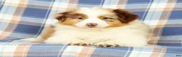 Australian Shepherd dogs for sale: Missy - Ad 1
