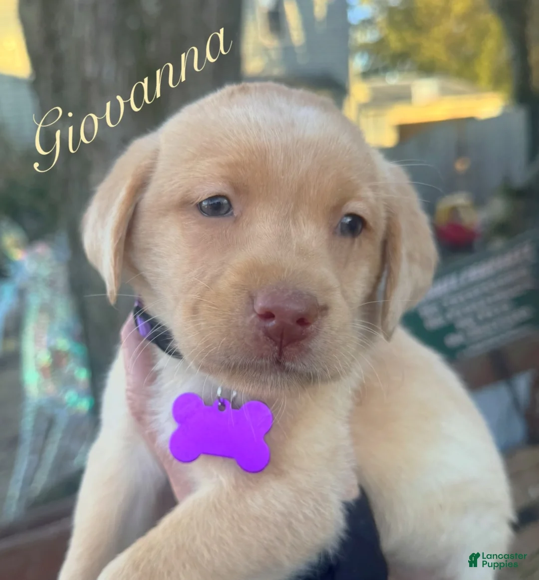 Labrador Retriever dogs for sale: Labrador Retriever Puppy 1 - Ad 1