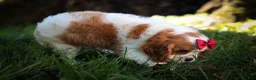 Cavalier King Charles Spaniel dogs for sale: Princeton🐶 - Ad 13