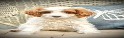 Cavapoo dogs for sale: Casper  - Ad 9