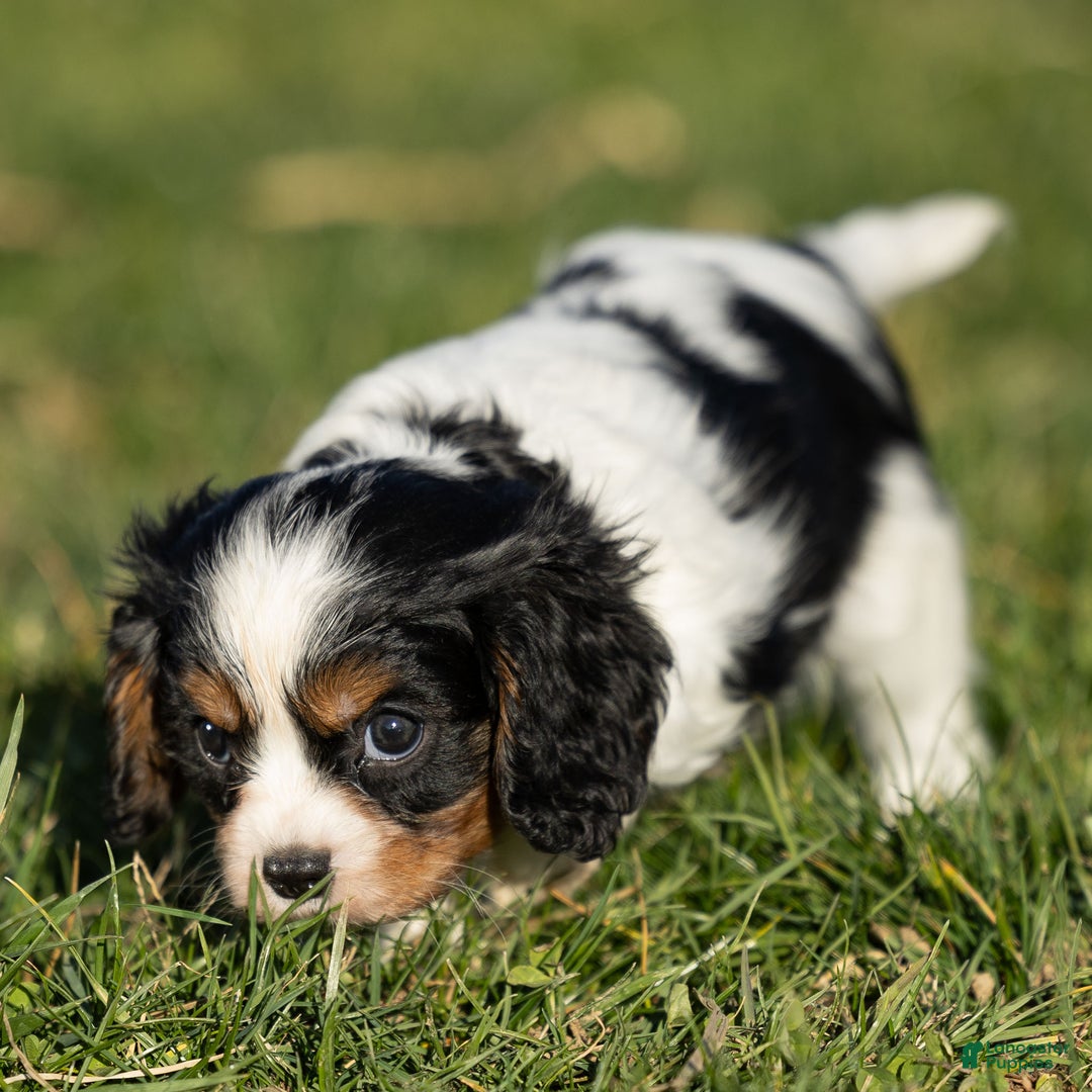Cavalier King Charles Spaniel dogs for sale: Baxter - Ad 5