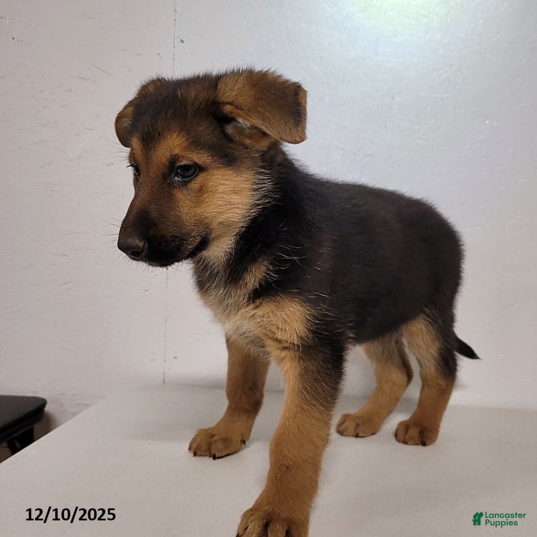 German Shepherd dogs for sale: Chloe - Ad 2