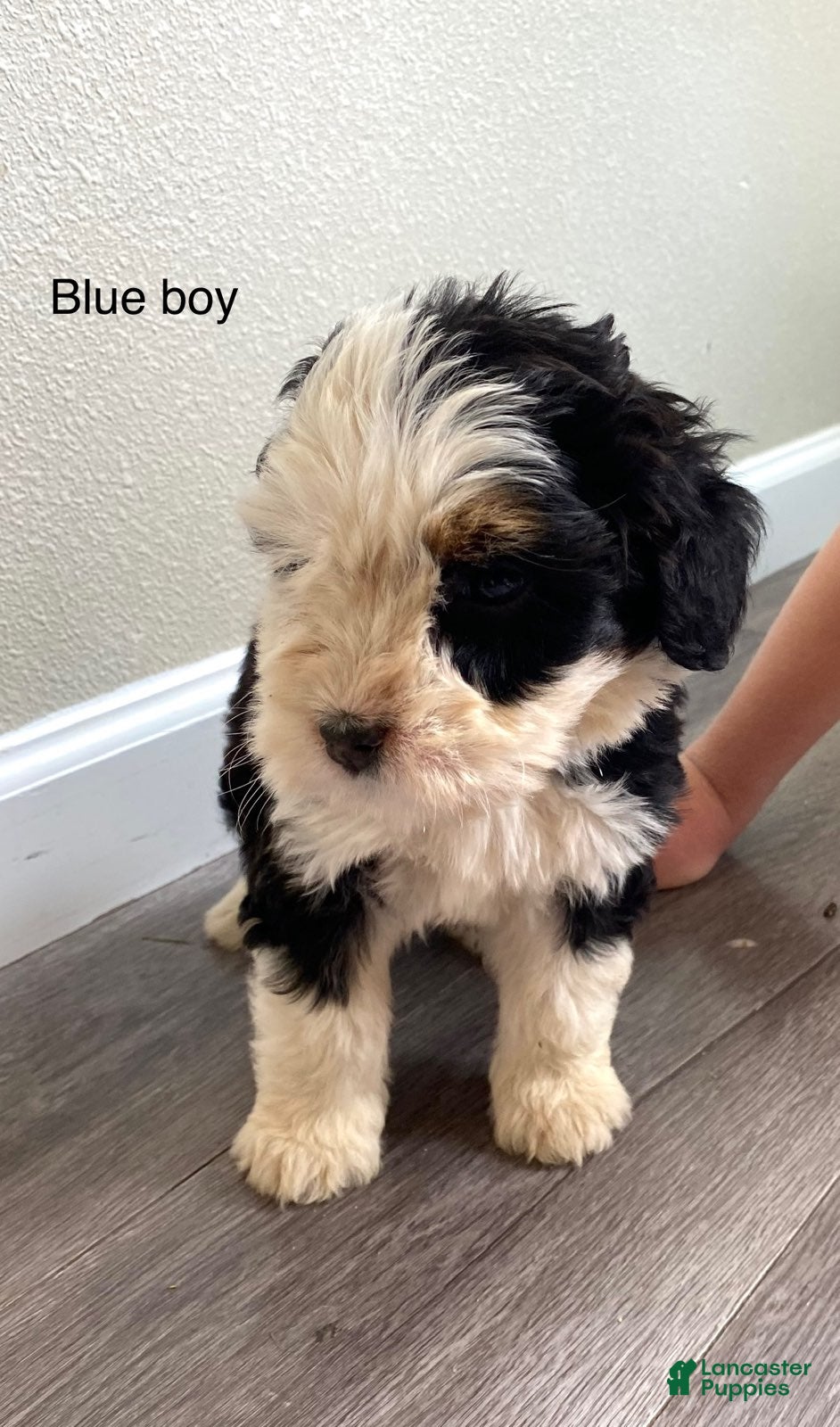 Bernedoodle dogs Blue - Male - Ad 2