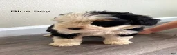 Bernedoodle dogs for sale: Blue - Male - Ad 2