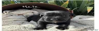 Boxador 1