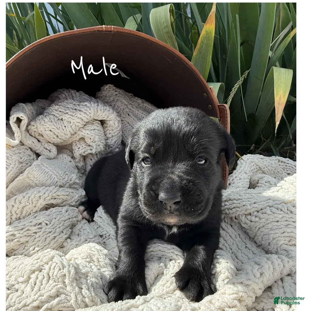 Boxador dogs for sale: Boxador 1 - Ad 1