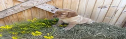Labrador Retriever dogs for sale: Scarlette - Ad 10
