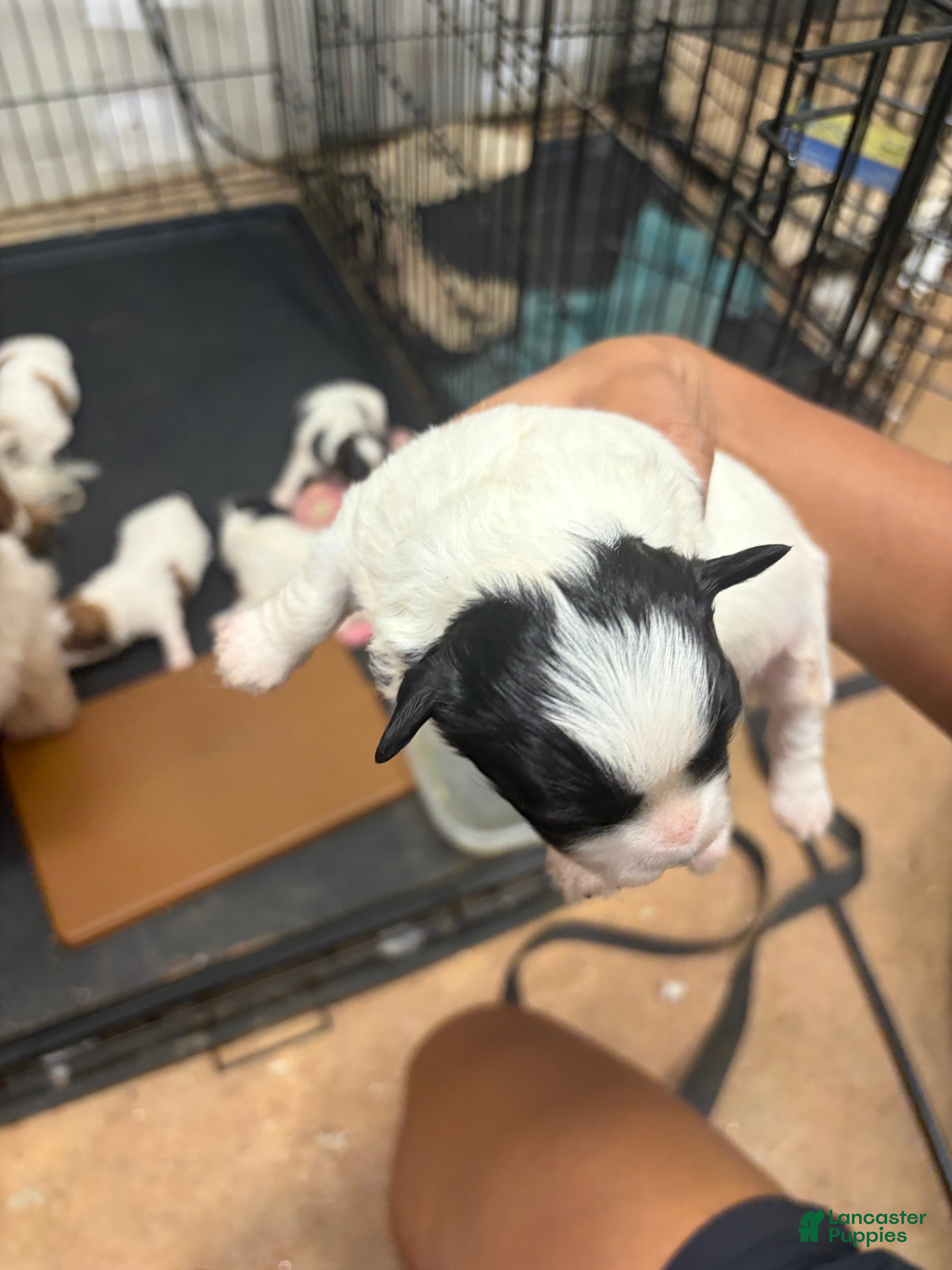Mixed Breed dogs Coal - Ad 14