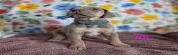 Great Dane dogs for sale: Great Dane Puppy 5 - Ad 6