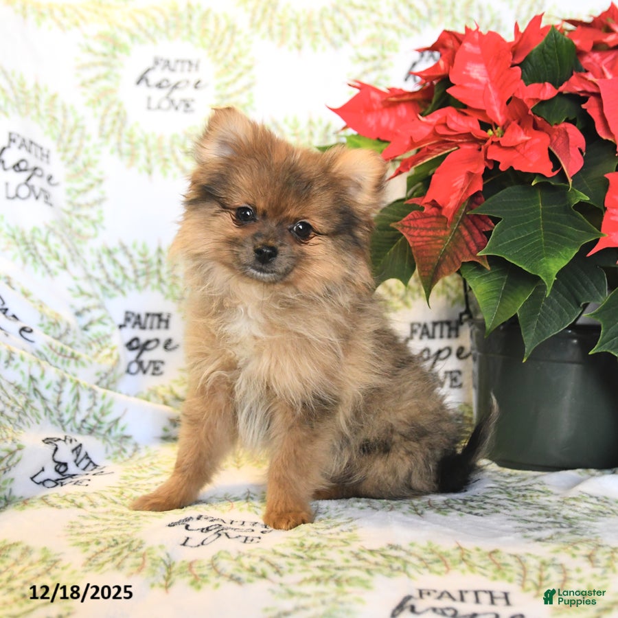 Pomeranian dogs Benji - Ad 7