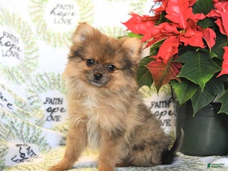 Pomeranian dogs Benji - Ad 39
