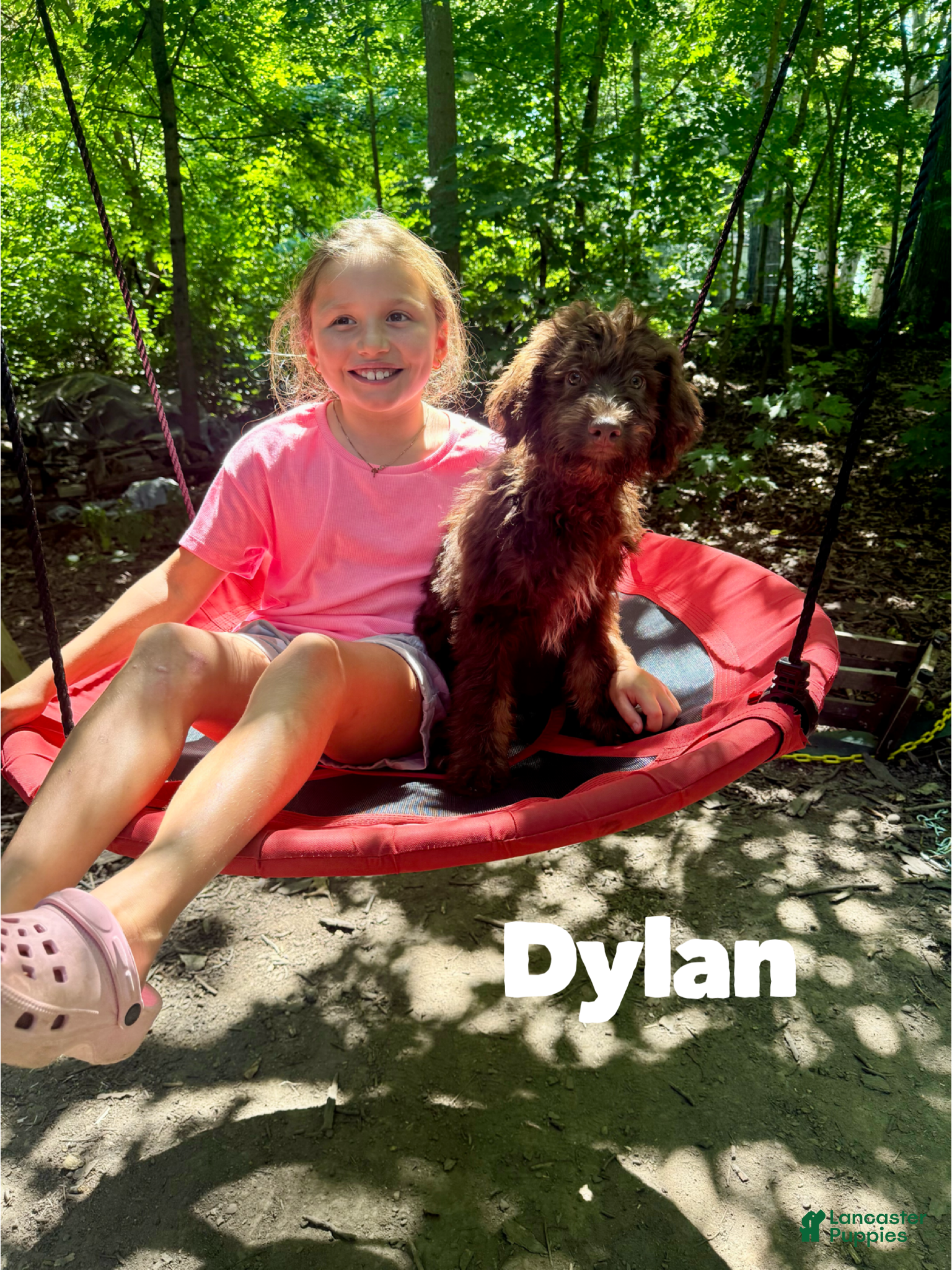 Aussiedoodle dogs Dylan  - Ad 33
