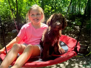 Aussiedoodle dogs Dylan - Ad 33