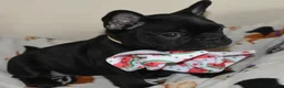 French Bulldog dogs for sale: French Bulldog 5 - Ad 3