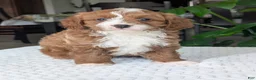 Cavapoo dogs for sale: Joey - Ad 9