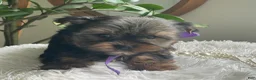Yorkshire Terrier dogs for sale: Tucker - Ad 18