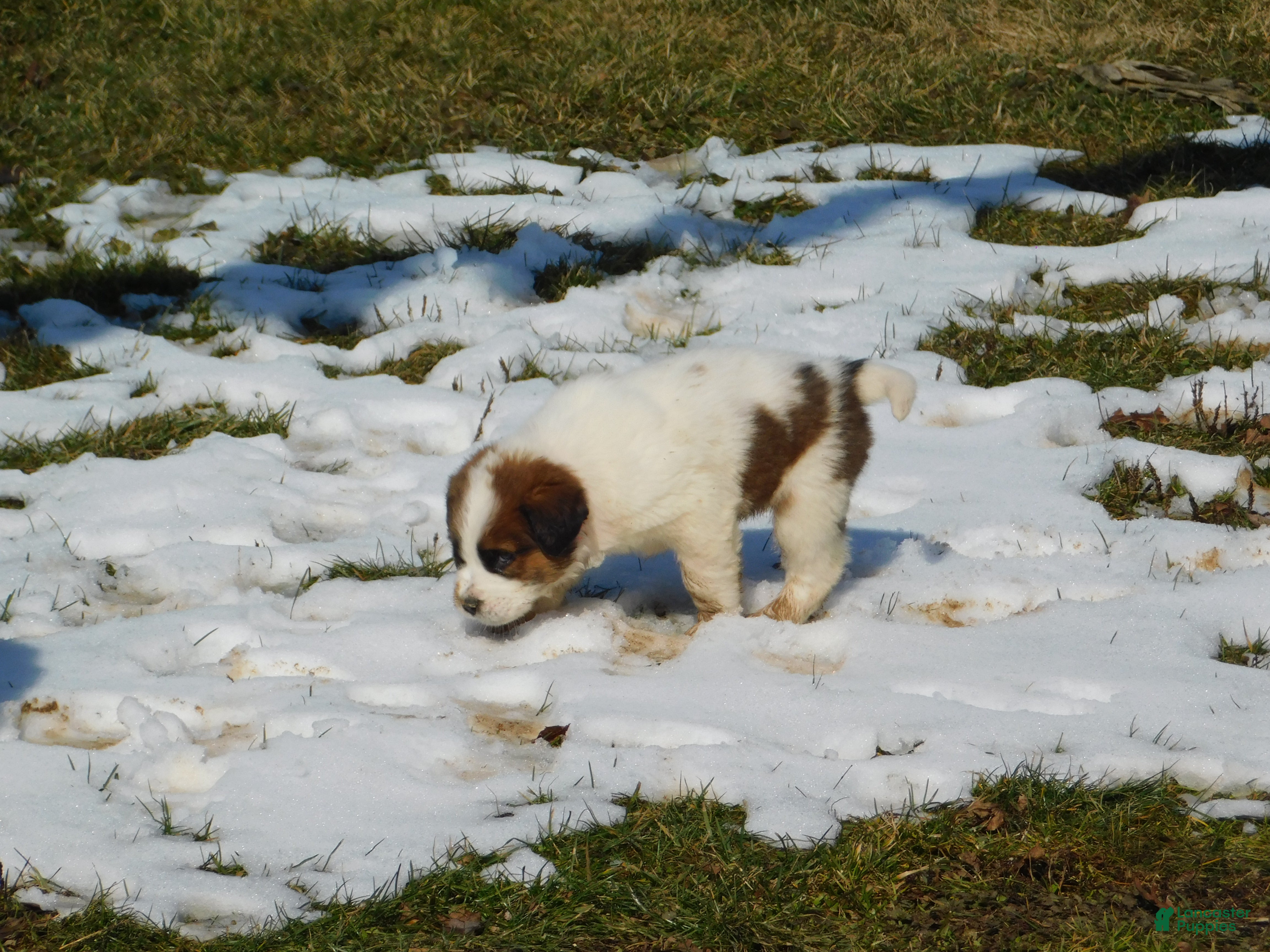 Saint Bernard dogs Sienna - Ad 2