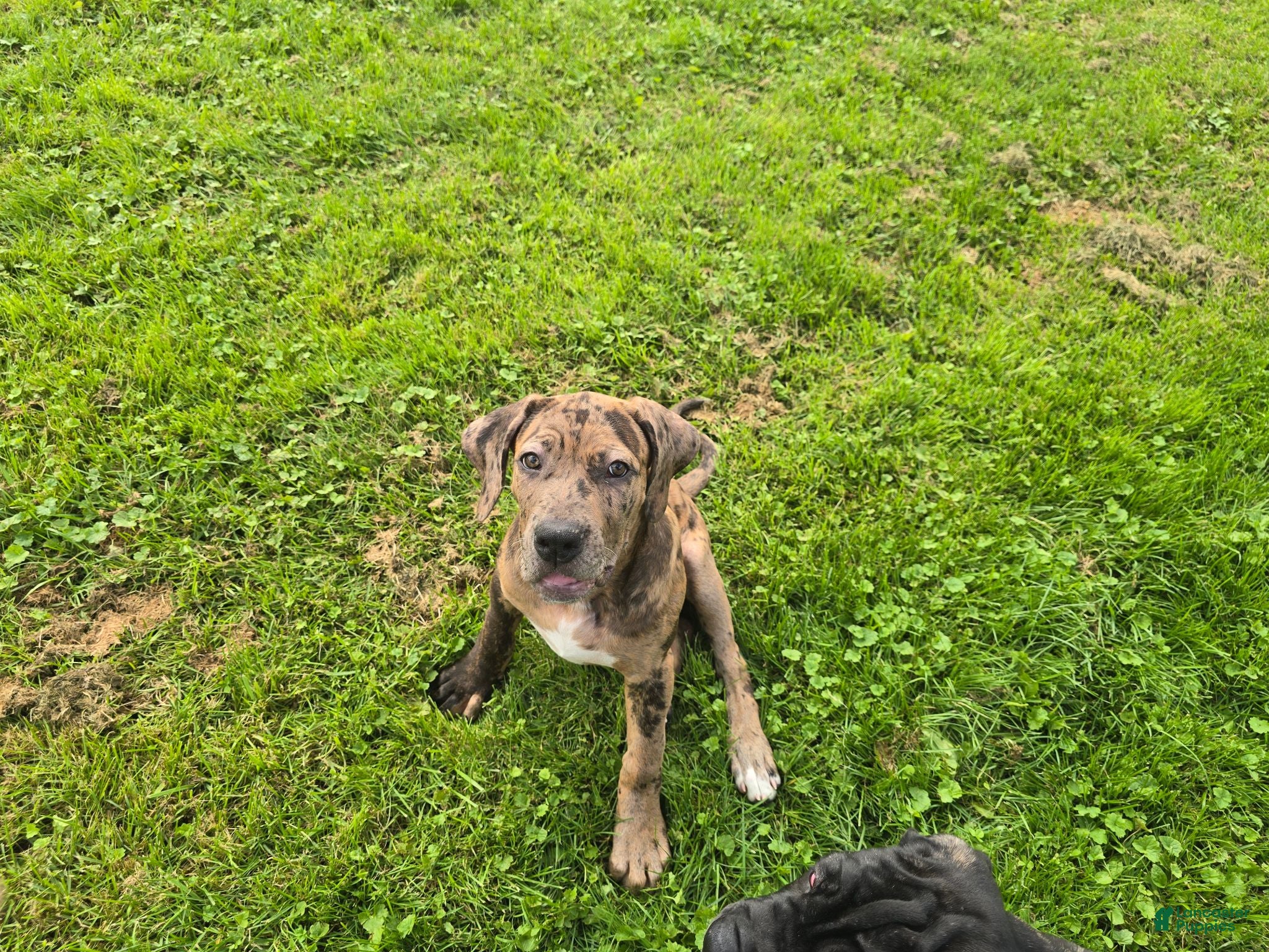 Mixed Breed dogs Betsy - Ad 1