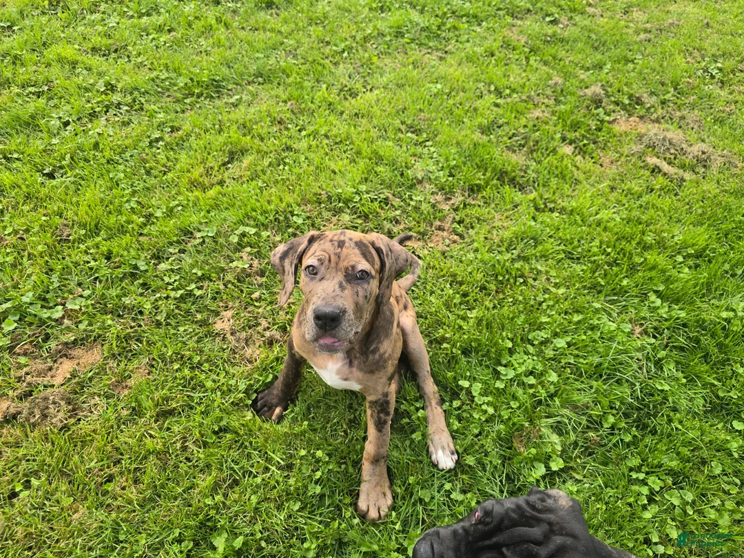 Mixed Breed dogs for sale: Betsy - Ad 1