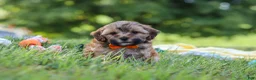 Yorkiepoo dogs for sale: Teddy - Ad 1