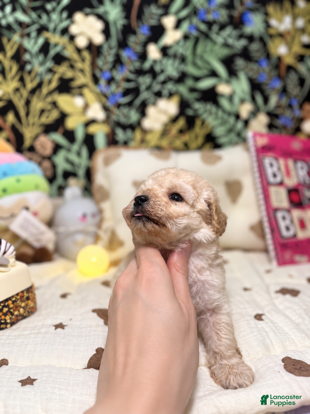 Toy Poodle dogs Jimmy - Ad 2