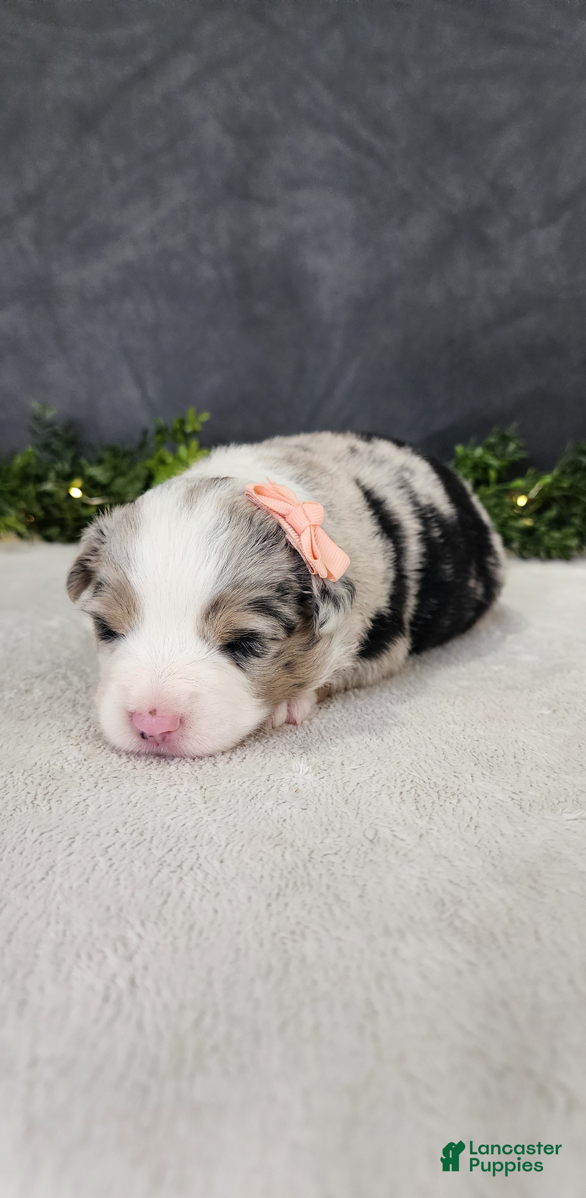 Miniature Australian Shepherd dogs Luna - Ad 2