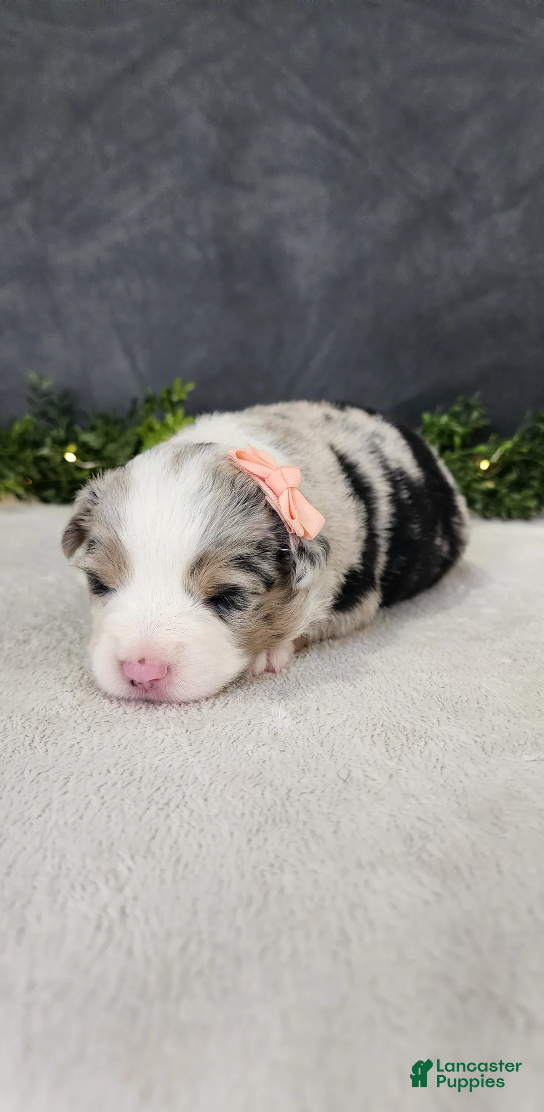 Miniature Australian Shepherd dogs for sale: Luna - Ad 2