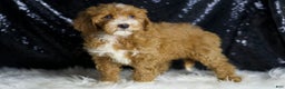 Mini Goldendoodle dogs for sale: Amber - Ad 6