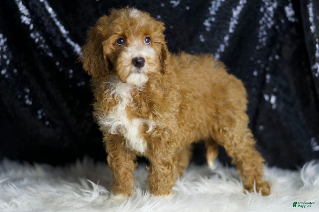 Mini Goldendoodle dogs for sale: Amber - Ad 6