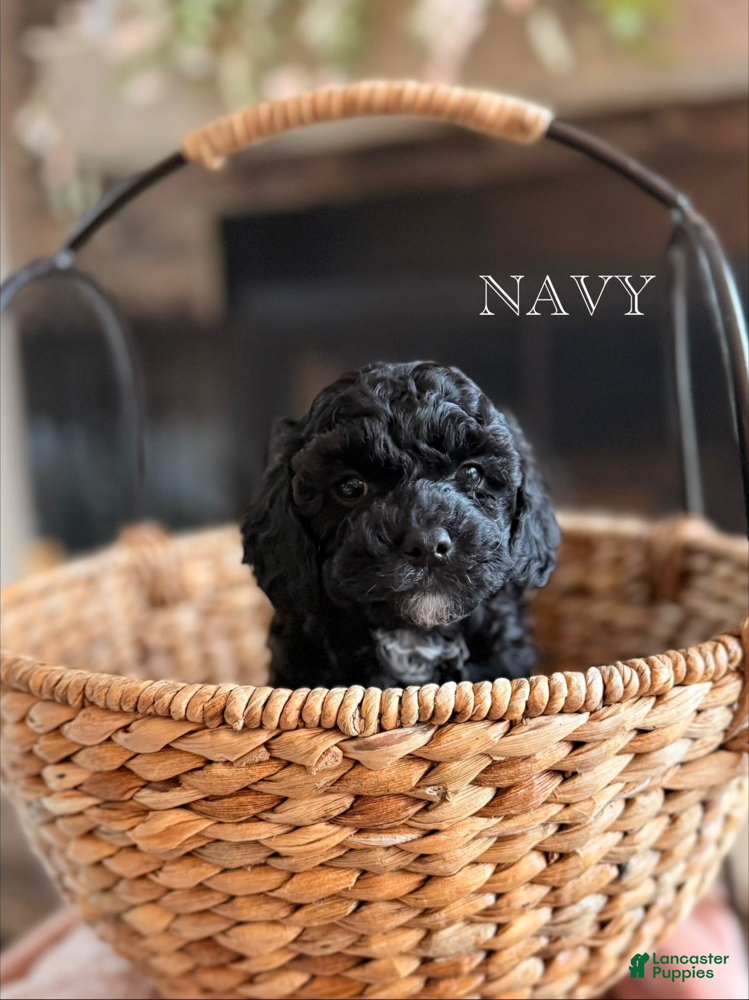 Cavapoo dogs for sale: Navy - Ad 2