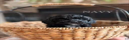 Cavapoo dogs for sale: Navy - Ad 1