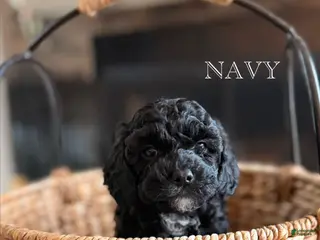 Cavapoo dogs for sale: Navy - Ad 2