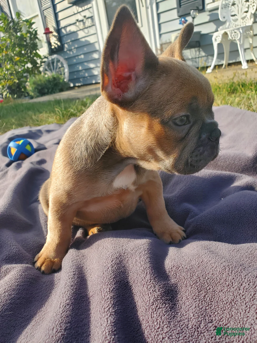 French Bulldog dogs for sale: Layla - Ad 2