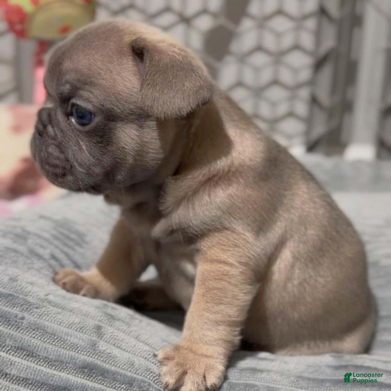 French Bulldog dogs Boy - Ad 1