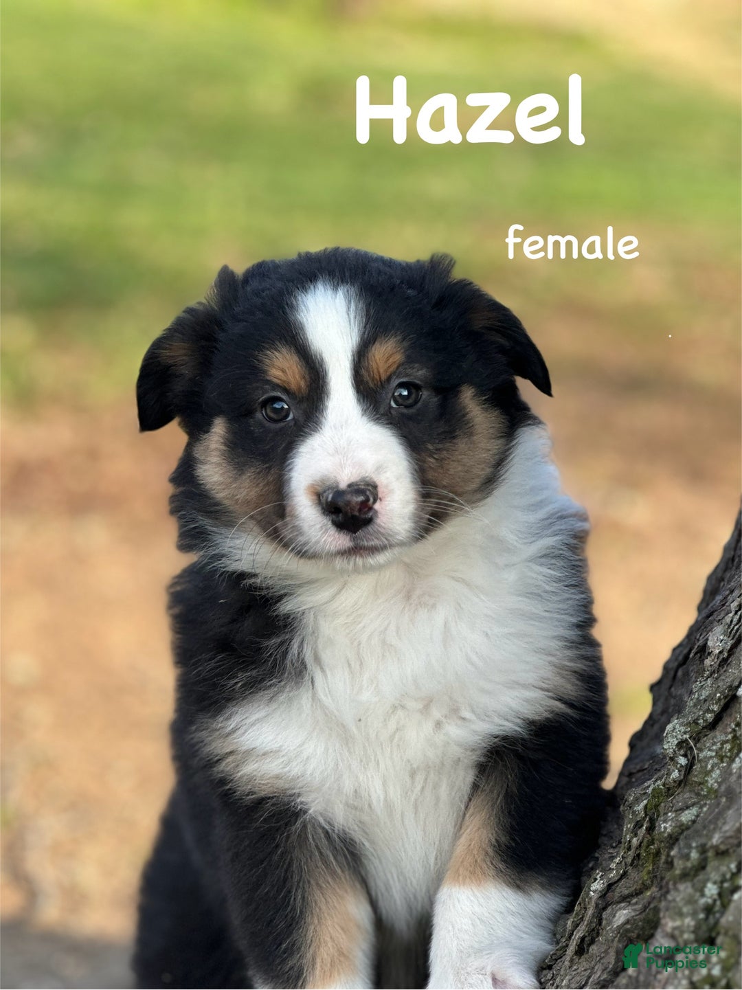 Australian Shepherd dogs for sale: Hazel - Ad 1