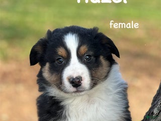 Australian Shepherd dogs Hazel - Ad 6