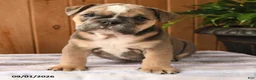 English Bulldog dogs for sale: Bluebell - Ad 4