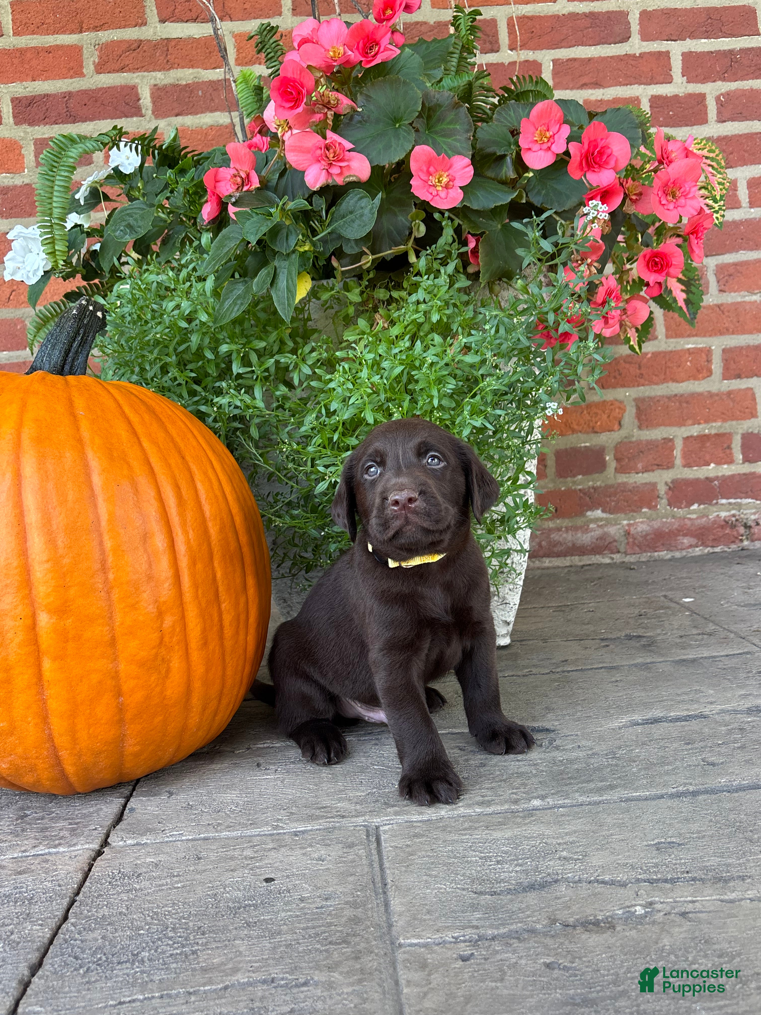 Labrador Retriever dogs Miles - Ad 35