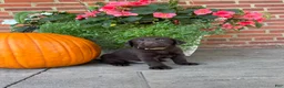 Labrador Retriever dogs for sale: Miles - Ad 1