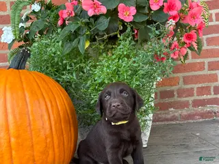 Labrador Retriever dogs Miles - Ad 40