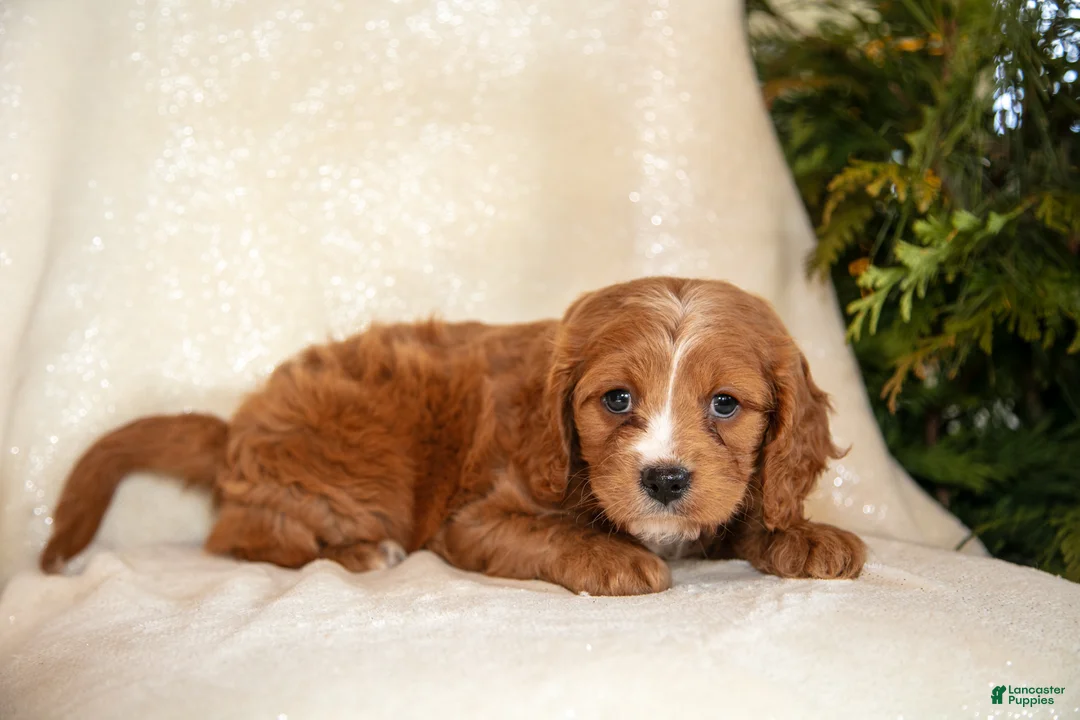 Cavapoo dogs for sale: Tucker - Ad 3