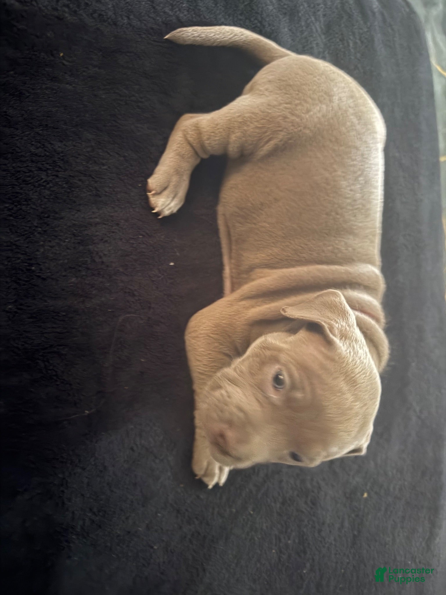 American Bully dogs American Bully 4 - Ad 24