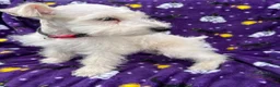 Miniature Schnauzer dogs for sale: AKC Chewie - Ad 12