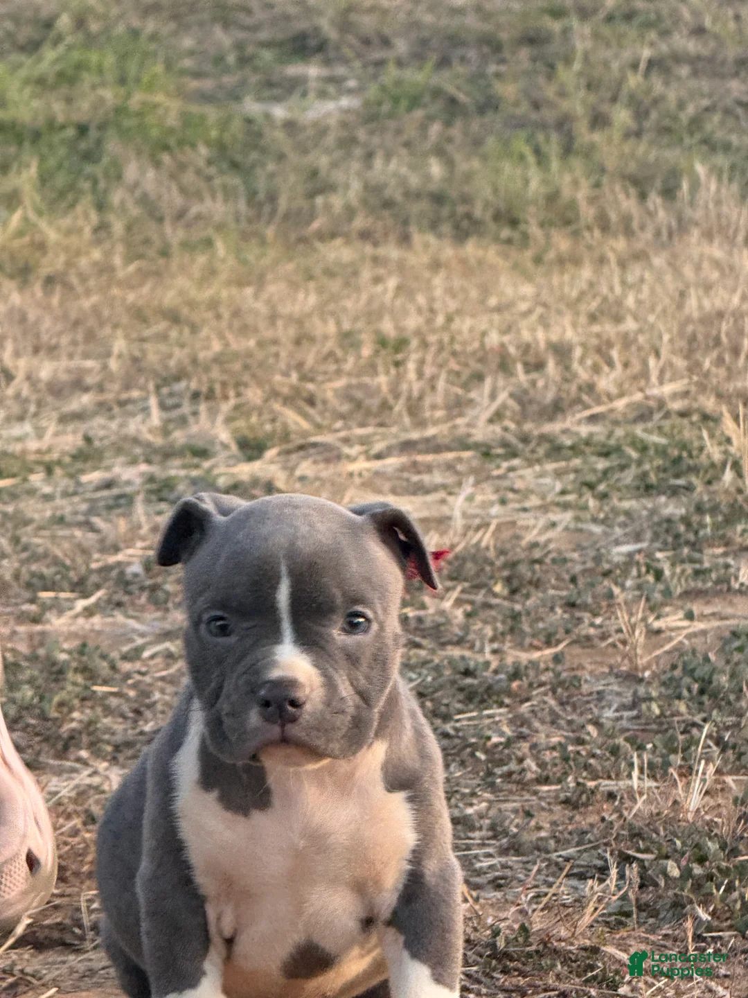 American Bully dogs for sale: American Bully Puppy 2 - Ad 3
